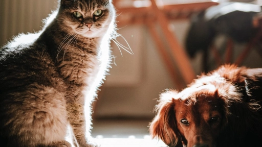 Afección respiratoria en perros y gatos ¿Cómo prevenirla?