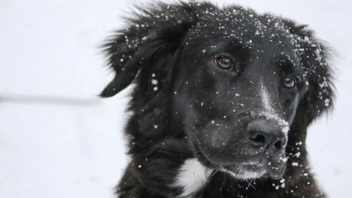 9 consejos para cuidar a nuestros perros en días fríos