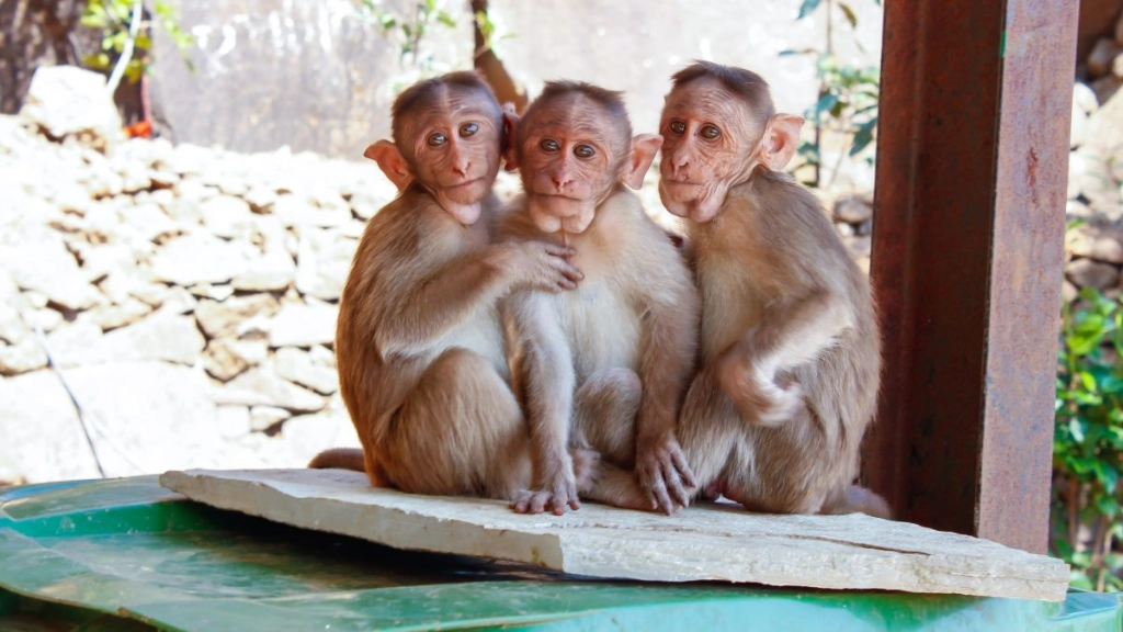 viruela del mono - monos