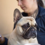 Estudio revela que usar el celular en exceso puede deprimir a tus animales