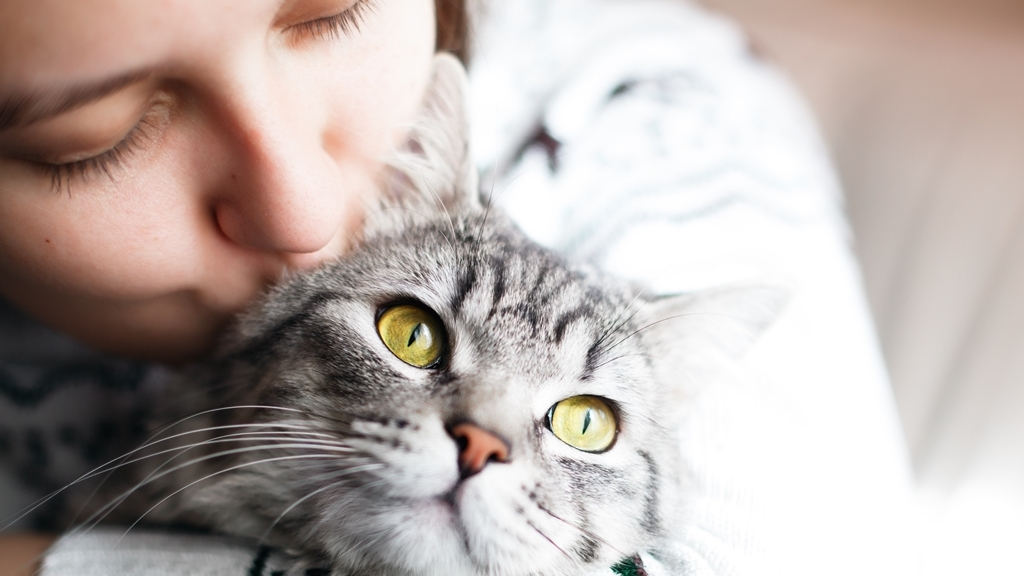  / Woman at home holding her lovely  fluffy cat. Gray tabby cute kitten. Pets and lifestyle concept.