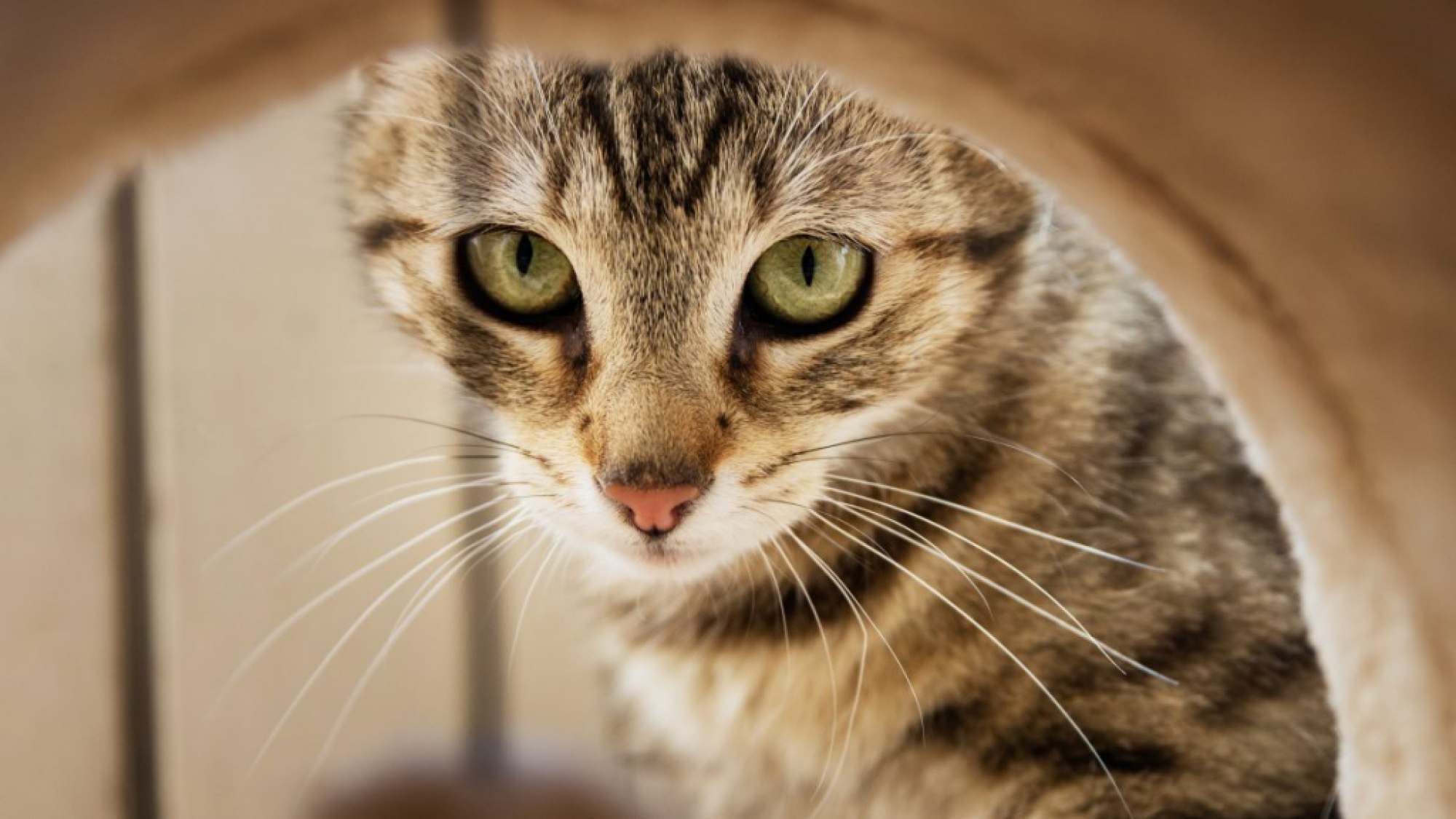 Enriquecimiento ambiental ¡Mantén a tu gato feliz!