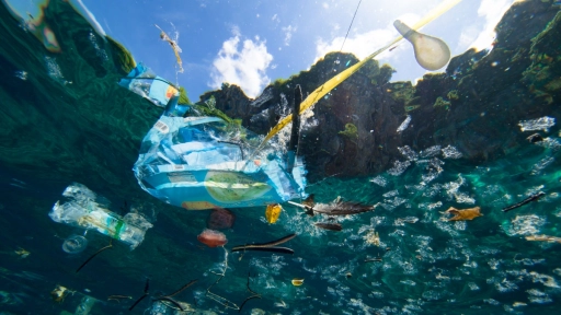 Microplásticos en los océanos ¿Cuál es el riesgo para los animales y nuestra sangre?