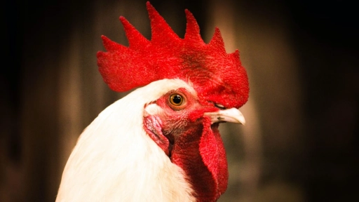 Ariztía certifica bienestar animal en toda su cadena productiva de pollos