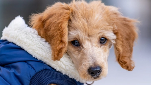 Cinco mitos sobre los perros y el invierno