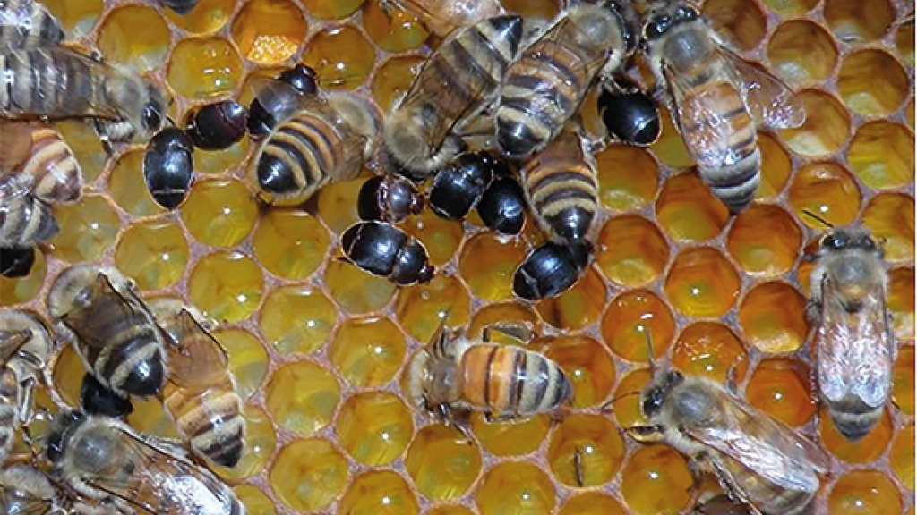 abejas y escarabajos