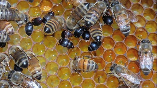 Refuerzan medidas de vigilancia tras la detección de grave plaga que afecta a las abejas