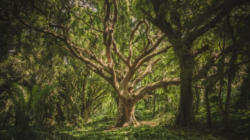 Día Mundial del Árbol: 6 claves para cuidar árboles y plantas en invierno