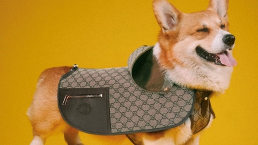 Gucci lanza línea para perros y gatos
