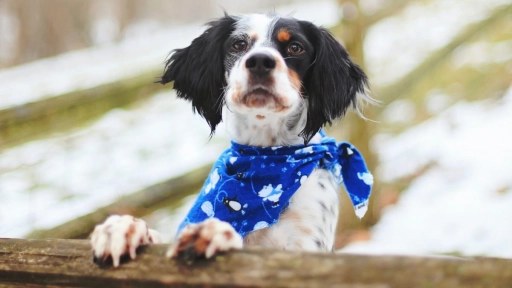 Los perros también pasan frío: Consejos para cuidarlos ante las bajas temperaturas