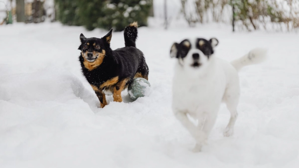 perros y nieve - Pexels