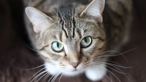 Día Mundial Zoonosis: Colmevet y transmisión de Covid-19 de gato a humano