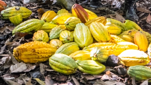 Día Internacional del cacao: Producción mundial se ha duplicado en los últimos 30 años