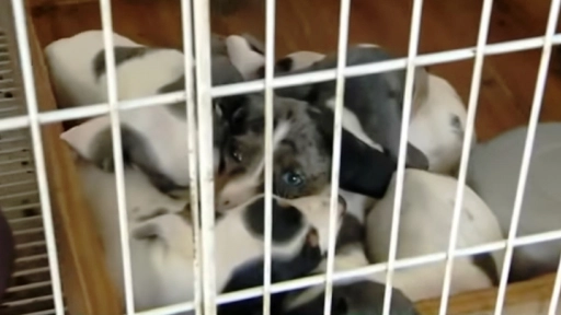 Argentina: Rescatan a más de 100 perros de un criadero clandestino