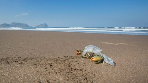 Investigación mediría la contaminación por plástico en el borde costero chileno