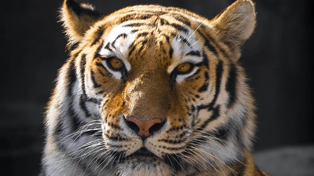 tigre - circo con animales - Pexels