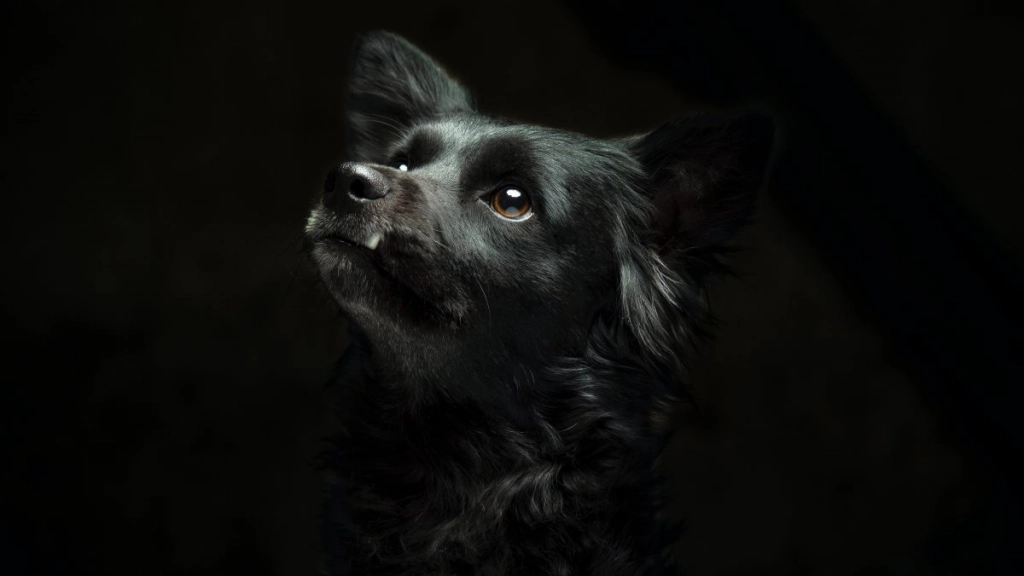 perro negro