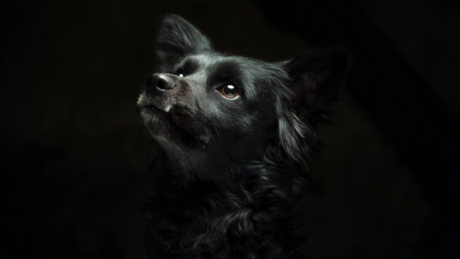 ¿Por qué la mayoría de los perros abandonados son negros?