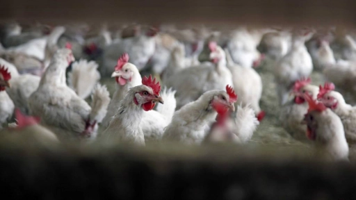 Perú: Consumo de pollo a la brasa está acabando con los bosques de algarrobo