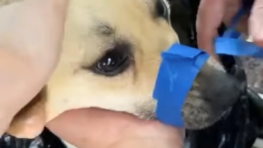 Temuco: Encuentran perro amarrado al interior de una bolsa