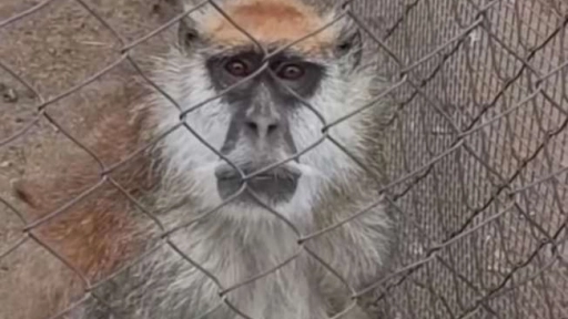 Declaran admisible querella por muerte de mono Patudo en SerenaZoo