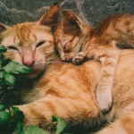 Organizaciones de protección animal rechazan normativa que busca dar muerte a gatos ferales en Juan Fernández