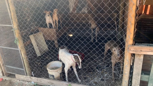 Limache: PDI incautó por maltrato animal a 14 perros usados para caza