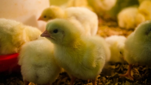 Italia: Prohíben sacrificio de pollitos macho en industria del huevo