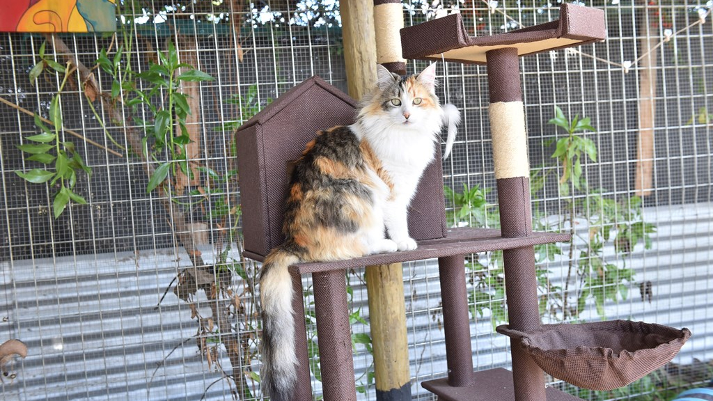 Existen los patios para gatos y se llaman catios - Foto 1
