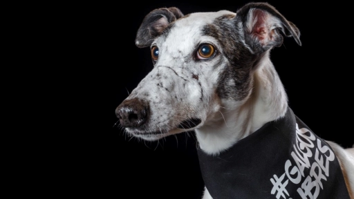 Este lunes comienza discusión del proyecto que busca prohibir las carreras de perros en Chile
