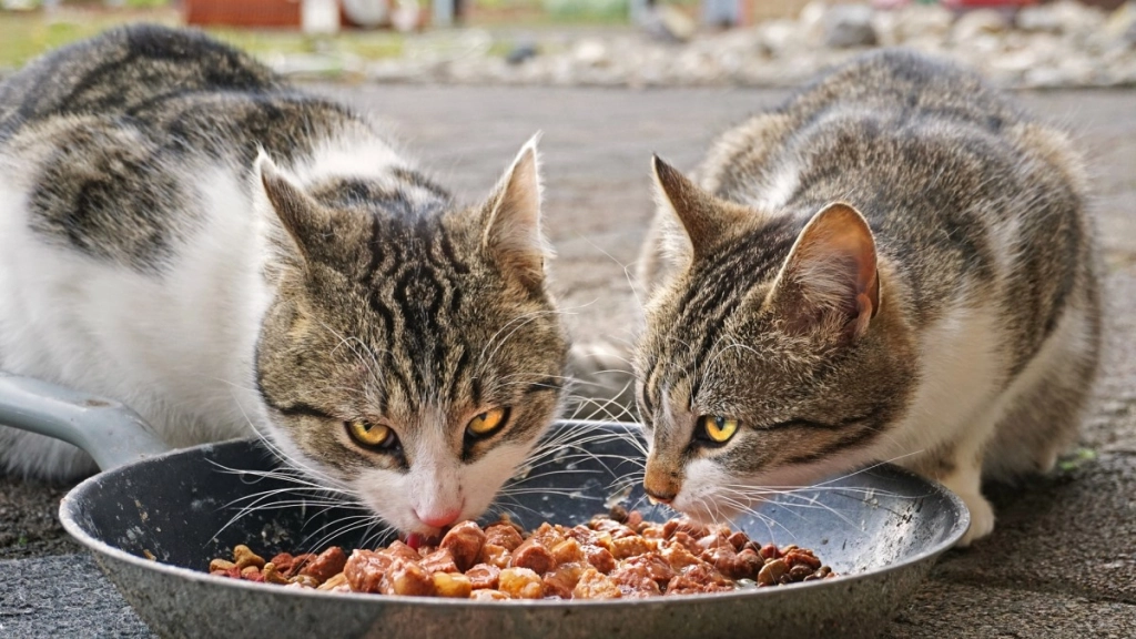 gatos - Purina Cat Chow