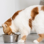 Proteínas de carne y taurina: Los infaltables en la comida de tu gato