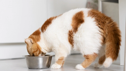 ¿Es seguro alimentar a tu gato con comida para perros o comida casera?