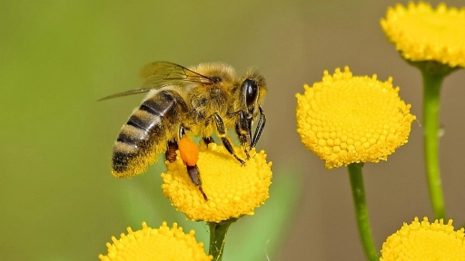 Estudio: Las abejas sienten dolor y deberán incluirse en leyes de bienestar 