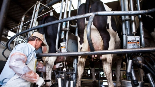 Industria láctea aporta el 20% de las emisiones de gases de efecto invernadero