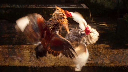 Realizan peleas de gallos en Longaví