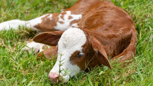 Rodeo: Abogados por los animales rechazan convenio firmado por Ministerio de Agricultura