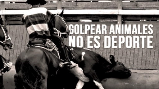 63% de los chilenos dice que el rodeo debe ser considerado maltrato animal