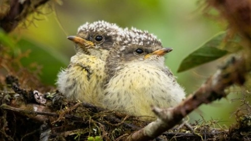 Lucha contra la extinción: Nacen pájaros brujos en Galápagos
