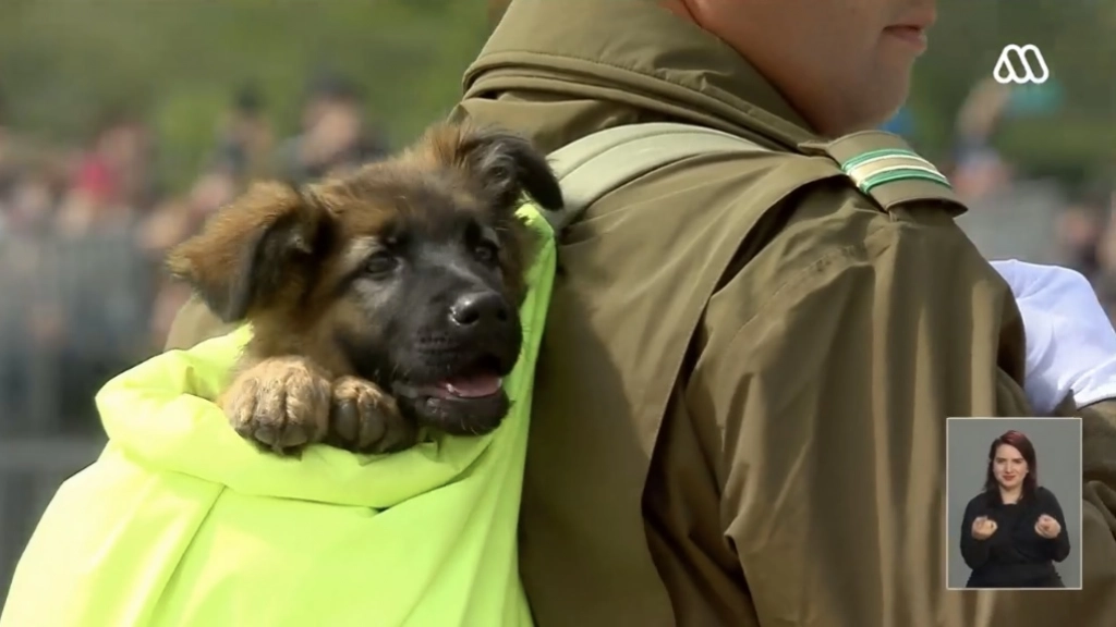 perros Parada Militar