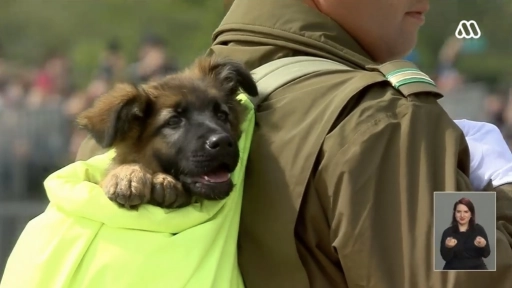 Perros de Carabineros: Los protagonistas de la Parada Militar
