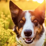 Alergias: Cómo pueden afectar a perros y gatos