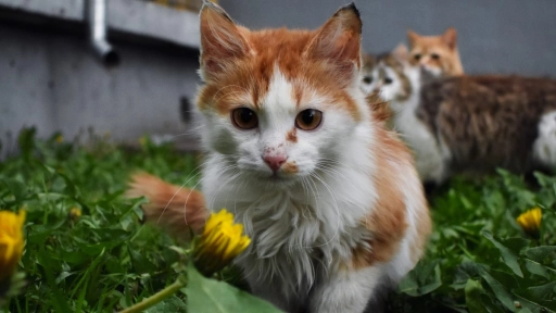 China: Rescatan 150 gatos destinados para consumo humano
