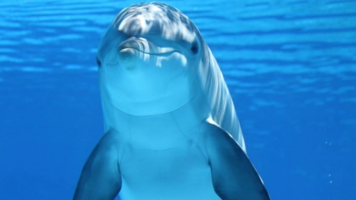 Delfines: El animal más sociable después del ser humano 