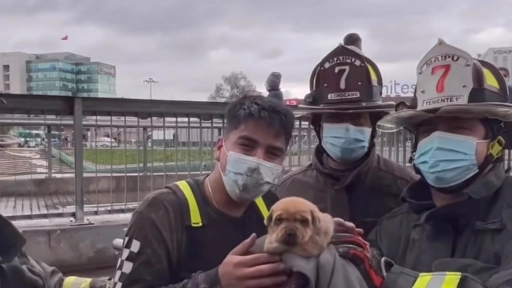 Maipú: Bomberos rescatan a perrita y cachorro que estaban atrapados en un puente