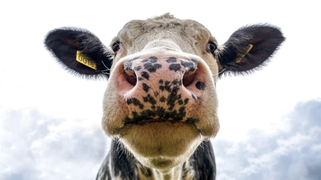 semana mundial sin lácteos - vegetarianos hoy - vaca