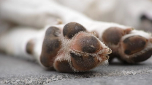 Denuncian envenenamiento masivo de perros en Maipú
