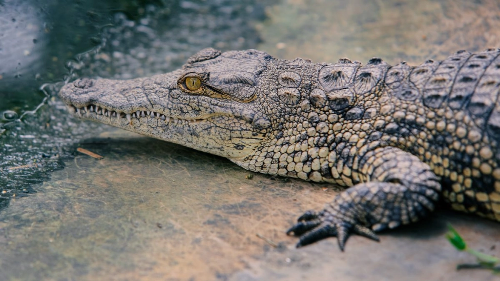 cocodrilo cubano - pexels