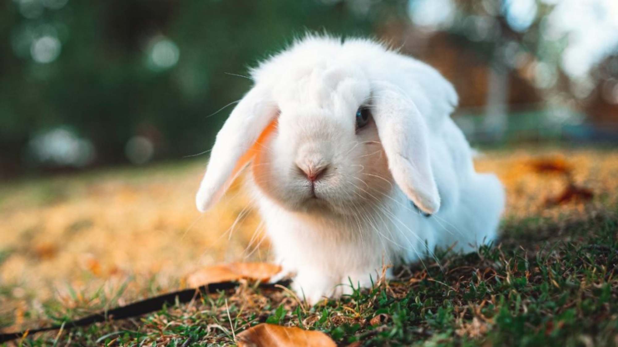 Día Internacional del conejo 7 cosas que debes saber sobre ellos