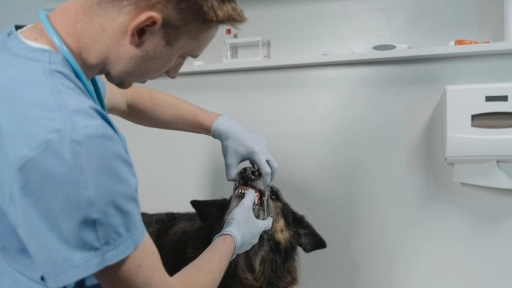 Animales de compañía: Cómo evitar el miedo al veterinario